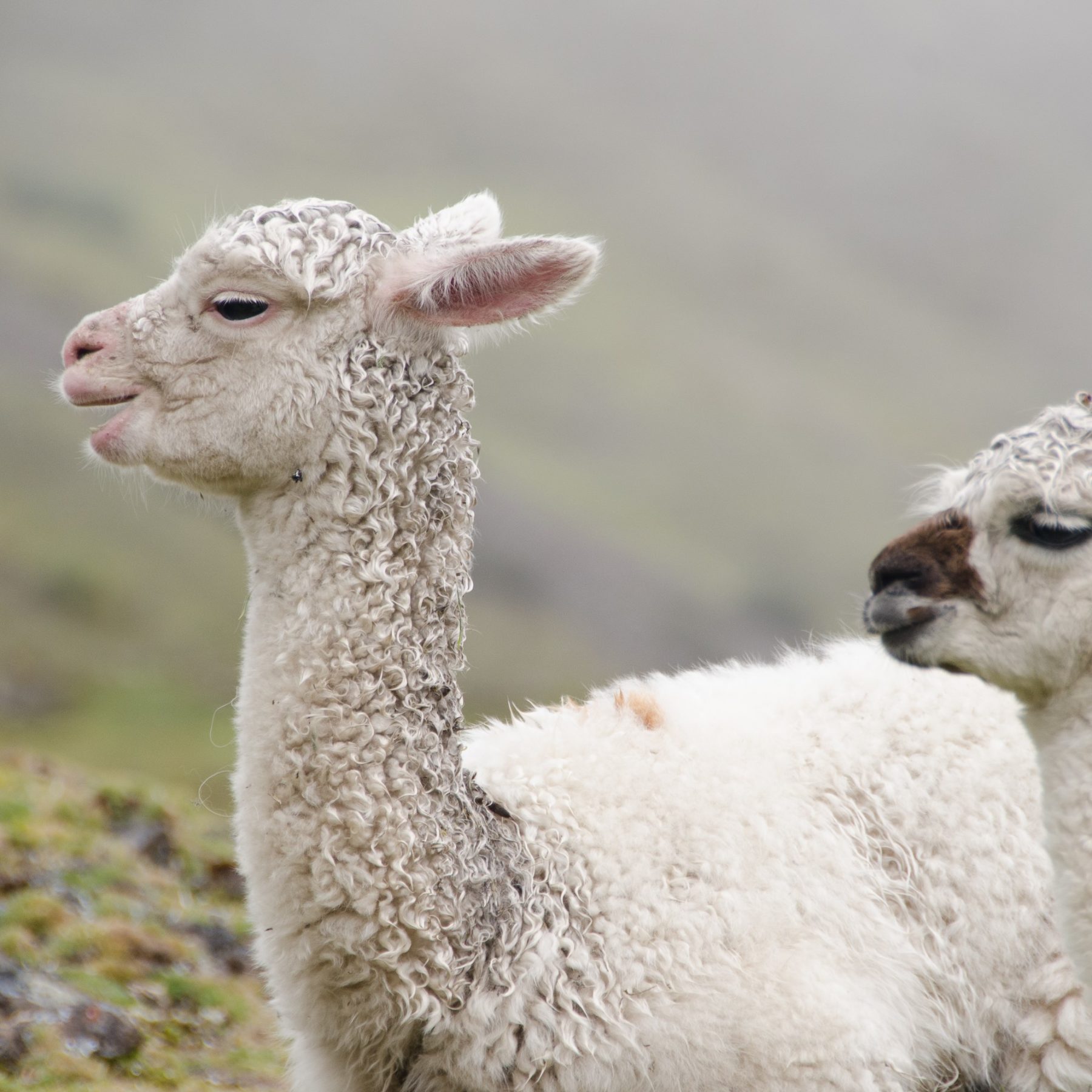 alpaca