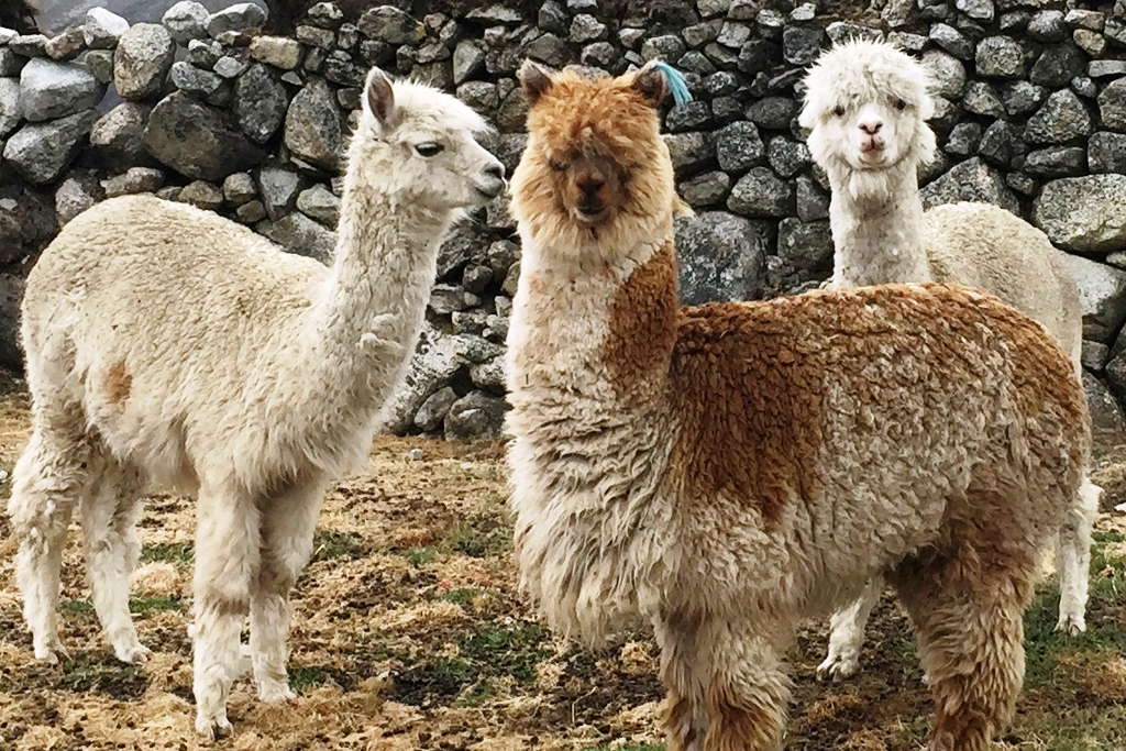alpacas 3
